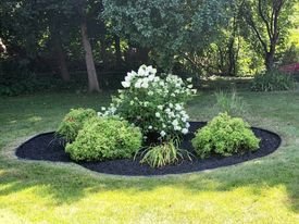 After picture of landscape bed with Black mulch and 4 flowering shrubs in the middle of yard.