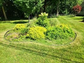Before picture of overgrown landscape bed covered in weed growth in the middle of yard.